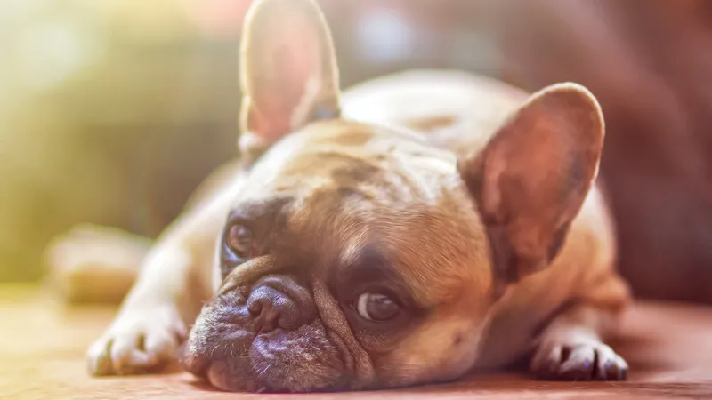dog-1224267_1920.jpg